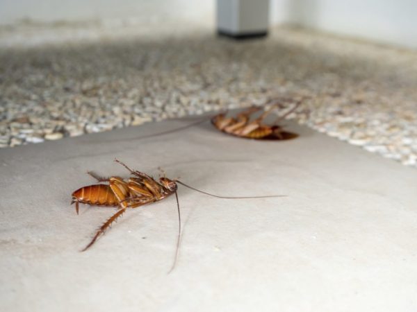 Cockroach control in food industry