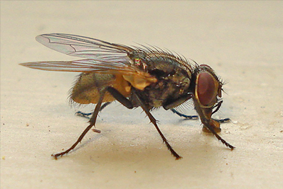 Fly Control Treatment