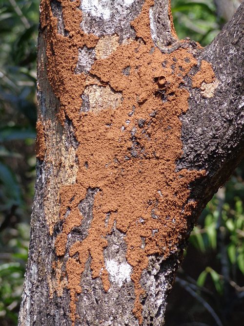 Termite tree Treatment