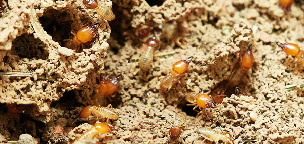 Termite Inspection and Treatment Newcastle